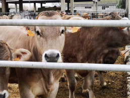 El CITA participa en un proyecto para adaptar los sistemas pastorales de montaña a los efectos del cambio climático