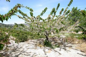 Agricultura abre a consulta pública elaborar ayudas a productores de cereza afectados por adversidad climática o fuego