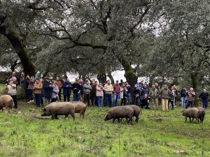  Ovipor muestra el modelo de producción de la ganadería extensiva onubense a restauradores andaluces