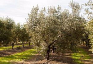 La Comunitat Valenciana reclama al Ministerio que tenga en cuenta la "singularidad" de su agricultura en la PAC