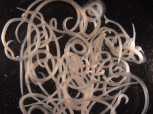 Un proyecto aragonés para el destruir el anisakis y el toxoplasma de los alimentos recibe un premio a la innovación