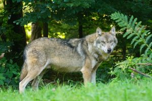 Casi un millar de ganaderos reciben los pagos por servicios ambientales en zonas con presencia del lobo