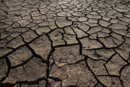 UPA C-LM alerta de la situación de sequía y solicita ayudas para paliar sus efectos en cultivos leñosos