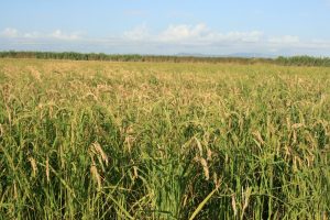 ICAM y Asaja acogen el martes 23 la jornada 'La agricultura en la encrucijada: La venganza del Campo'