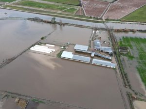 La crecida del arroyo Medrancho entre Talavera la Nueva y Alberche anega granjas con 1.500 cabezas de ganado afectadas