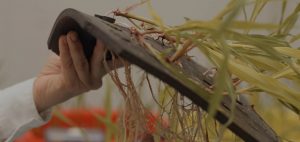 El SINAI desarrolla un proyecto para aumentar la producción agrícola disminuyendo el uso del nitrógeno
