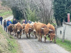 El Principado destina 200.000 euros a la labor de cría de ganado para la raza asturiana de la montaña