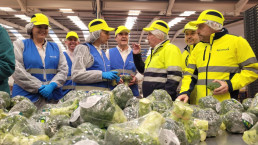 La Región de Murcia lidera las exportaciones de coliflor y con el 68 por ciento del total nacional