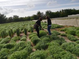 El IAS-CSIC participa en un proyecto para mejorar la sostenibilidad de las leguminosas cultivadas en Europa