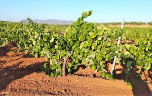 Agricultura solicita al Ministerio la cosecha en verde en el sector vitivinícola