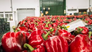 La Junta muestra "satisfacción" por la reapertura de la campaña de exportación de pimientos a Estados Unidos