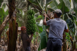 La CE mantiene las ayudas del Posei a los agricultores afectados por la erupción en La Palma