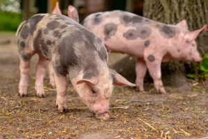 La Consejería canaria de Ganadería lanza ayudas por 250.000 euros para la producción de reproductores de porcino