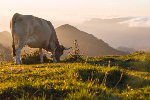  Medio Rural convoca ayudas por 220.000 euros para el fomento de razas autóctonas gallegas este año