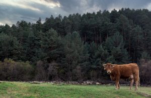 El Sindicato Labrego piden que las ayudas al vacuno lleguen a todos los productores ternera Gallega