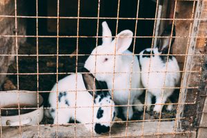 Cantabria destina 25.000 euros para fomentar la cría de conejos
