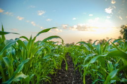 Agricultura abre a consulta pública la elaboración de las ayudas a inversiones para productos agroalimentarios