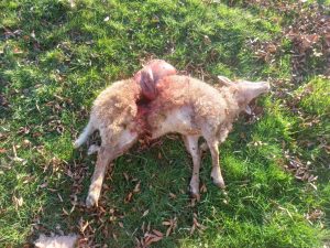 La Comunidad de Madrid publica las bases que regulan las ayudas 2024 para proteger a los ganaderos contra los ataques de lobos