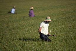 Más de 139.000 agricultores de secano, arroz y tomate reciben ayuda extra de casi 269 millones por la sequía