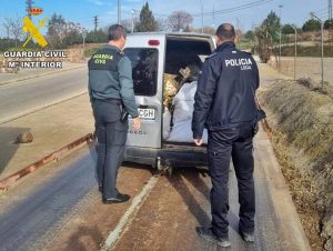 Dos investigados por la sustracción de más de 1.000 kilos de aceitunas en una finca de Casas de Reina