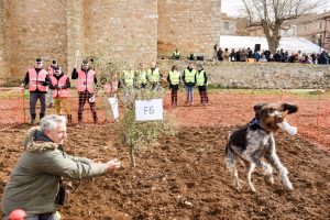 Lima se convierte en la perra trufera más rápida de España, en el Concurso Nacional de Villarroya del Campo