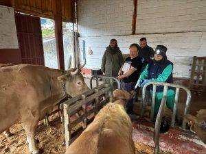 El Consell analiza las medidas adoptadas por el caso de lengua azul en una explotación bovina de Orihuela (Alicante)