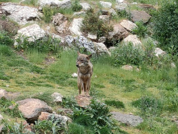 La USC promueve un estudio sobre la percepción social del conflicto entre la ganadería y el lobo en Galicia