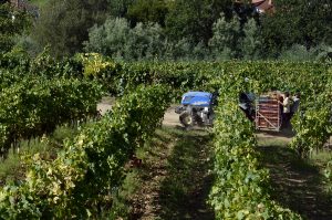 El Gobierno activa la cosecha en verde de uva de vinificación con un presupuesto de 21,4 millones de euros