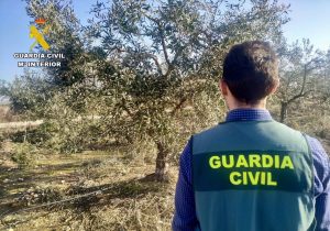  Investigado por el hurto de casi 6.000 toneladas de aceituna en una finca de Colomera