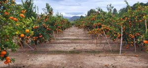 La aplicación de un plan de fertirrigación y tratamiento foliar aumenta un 77% la producción de mandarina