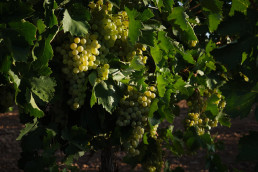 CLM redondea la decena de DO vinícolas con la puesta en marcha de forma oficial de los vinos de Campo de Calatrava
