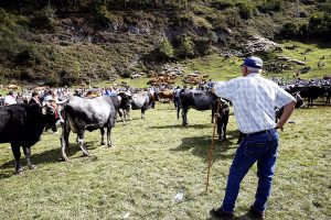 Cantabria incorpora la tramitación de ayudas a los servicios de las Oficinas Comarcales Agrarias