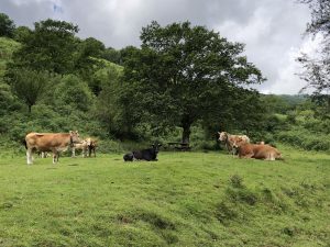 Cantabria solicita fondos FEGA para planes de mejora agraria, primera instalación y bienestar animal por 4,5 millones