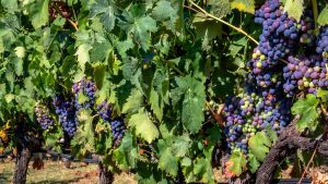 La UIB estudiará cómo adaptar los viñedos de la DO Binissalem a la sequía y el cambio climático