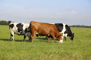 La Unió insiste a Agricultura sobre la necesidad de ayudas para los ganaderos de vacuno con animales afectados por EHE