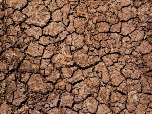 Un nuevo trabajo señala una nueva vía para crear cultivos resistentes a la sequía