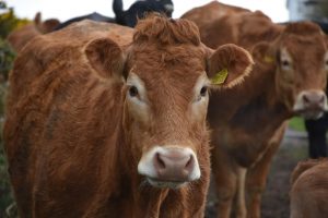 El Gobierno de Cantabria destina 292.000 euros a promover la cría de razas puras en las explotaciones ganaderas
