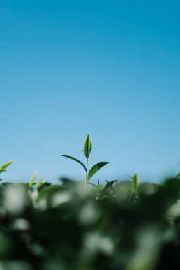 Declaran la situación de adversidad climática en el sector agrícola de Fuencaliente