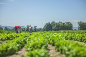Agricultura y Ganadería subvencionará con 5 millones de euros la contratación de las pólizas de seguros agrarios