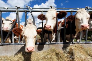 El Gobierno convoca ayudas por 150.000 euros para el saneamiento del ganado bovino