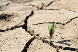 El Ministerio destina casi 62 millones contra la sequía que beneficiarán a 35.541 agricultores de CyL