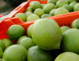 Las exportaciones agroalimentarias crecen un 3,5% en 2023, pero caen en volumen un 9% por segundo año