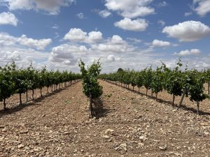 La Junta impulsa un Comité de Coordinación para dar respuesta a las necesidades de los productores agroganaderos