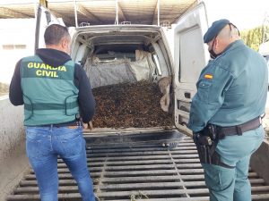 Incautan 7.800 kilos de aceitunas en cinco dispositivos desarrollados en la zona sur de la provincia