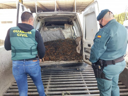 Incautan 7.800 kilos de aceitunas en cinco dispositivos desarrollados en la zona sur de la provincia