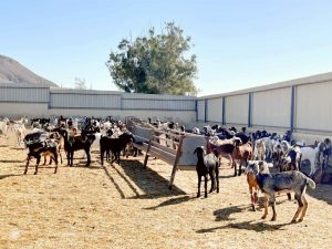El Gobierno canario concede las ayudas POSEI a cultivos forrajeros para alimentación animal