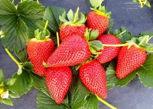 COAG exige "la paralización inmediata" de las importaciones de fresas y otros productos frescos de Marruecos