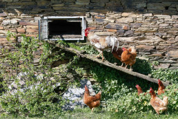 Galicia cuenta con más de 40.500 gallineros de autoconsumo registrados