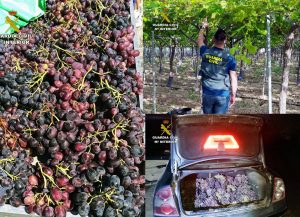 La Guardia Civil recupera cerca de dos toneladas de uva robadas en fincas de la comarca del Bajo Guadalentín