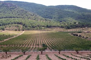 El Gobierno aprueba modificaciones normativas en la gestión de la cosecha en verde en el sector vitivinícola